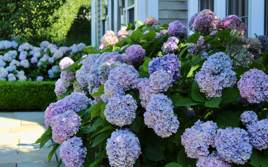 nantucket_gardens_by_atlantic_landscaping nantucket gardens